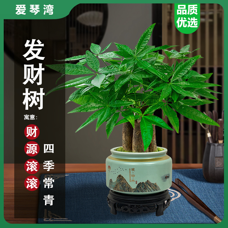 发财树小盆栽室内植物水培客厅招财摆件新款花卉绿植盆景好养易活