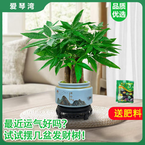 发财树小盆栽室内植物水培客厅招财摆件新款花卉绿植盆景好养易活