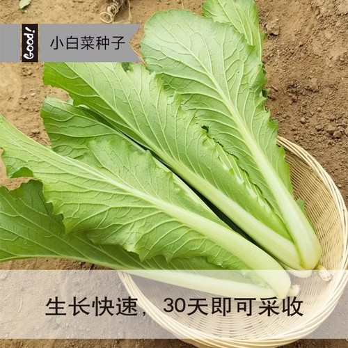 蔬菜种子四季播盆栽阳台庭院香菜辣椒番茄黄瓜豆角香甜瓜籽孑大全