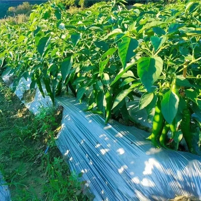 微辣大牛角椒种子盛龙辣椒种籽高产特大尖椒青椒特大蔬菜孑籽种 - 图1