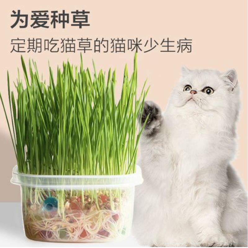 猫草盆栽草种子非已种好小麦种子零食品种孑满天星种植虞美人开花-图1