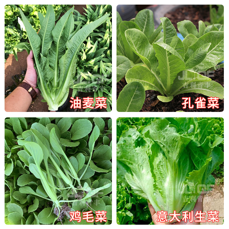 四季种植蔬菜子香菜苔小葱豌豆苗孔雀生菜油麦茼蒿荠菜春夏菜种籽-图1