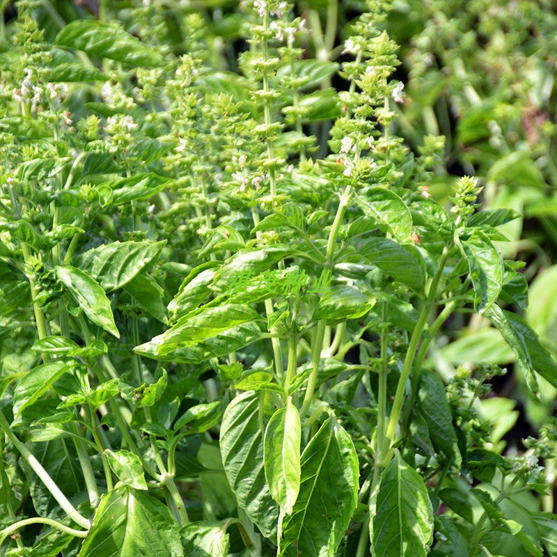 九层塔种子白花大叶罗勒种子盆栽食用蔬菜香草金不换阳台庭院植物-图3