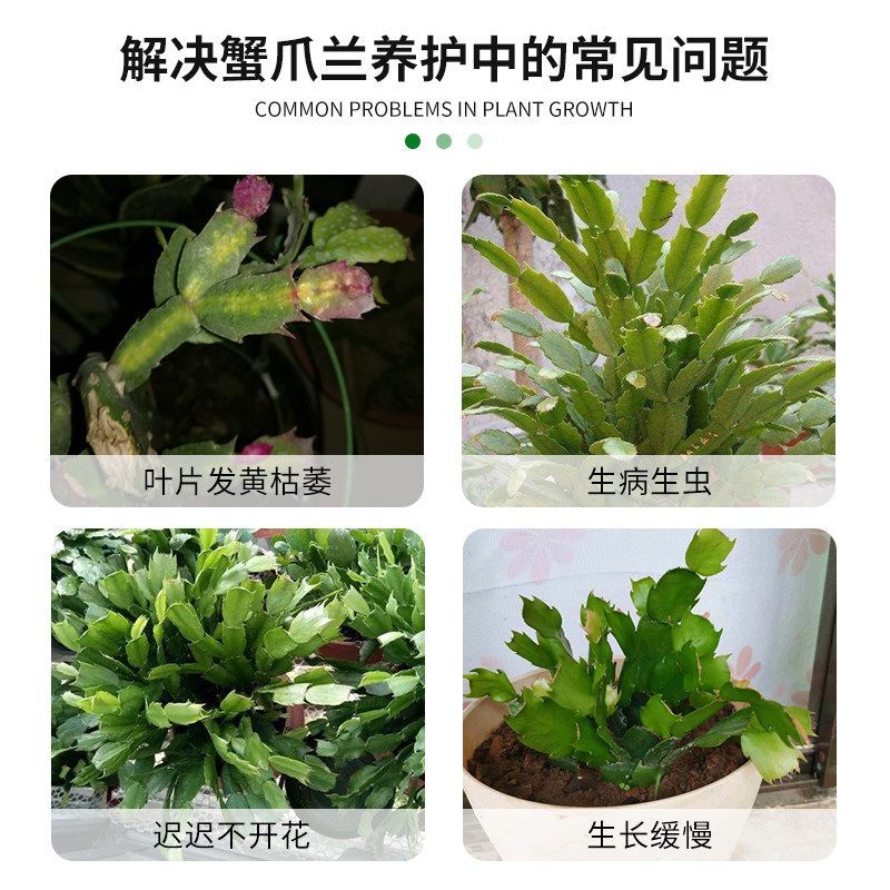 【急救软烂】蟹爪兰急救发蔫软烂去黄叶开花壮根液体肥专用营养液,淘宝优惠券,粉丝福利购,淘宝优惠卷