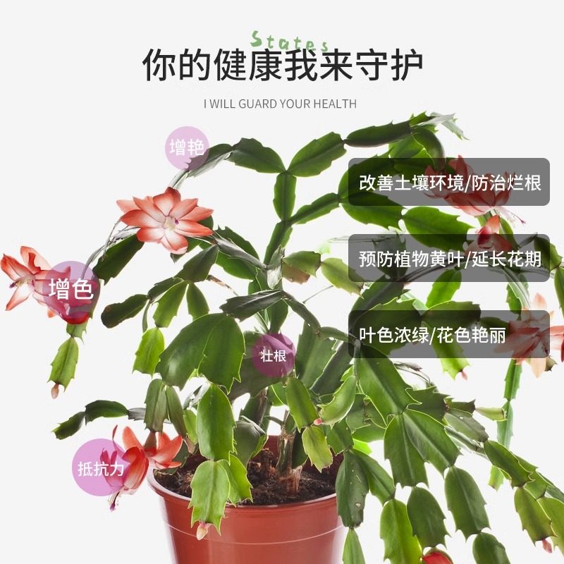 【急救软烂】蟹爪兰急救发蔫软烂去黄叶开花壮根液体肥专用营养液,淘宝优惠券,粉丝福利购,淘宝优惠卷
