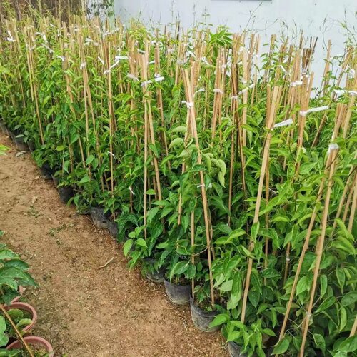 炮仗花苗 爬藤植物 鞭炮花 四季可种阳台庭院垂吊攀援花卉 藤本花 - 图2