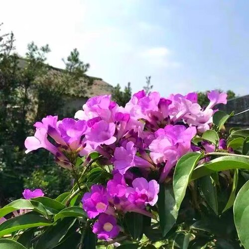 蒜香藤花 紫铃藤 阳台庭院盆栽攀援蒜香藤花苗 当年开花爬藤绿植 - 图1