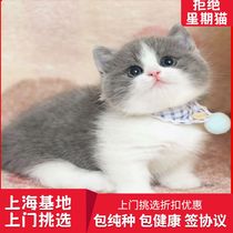 Shanghai local cat house for sale pure breed UK short hairy cat blue white cat young cat living pet cat can go door-to-door pick