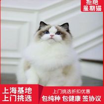 Shanghai Local Cat House Sale Pure Breeder Blue Eyed Clou Fairy Cat Young Cat Living Pet Cat available for door-to-door pick
