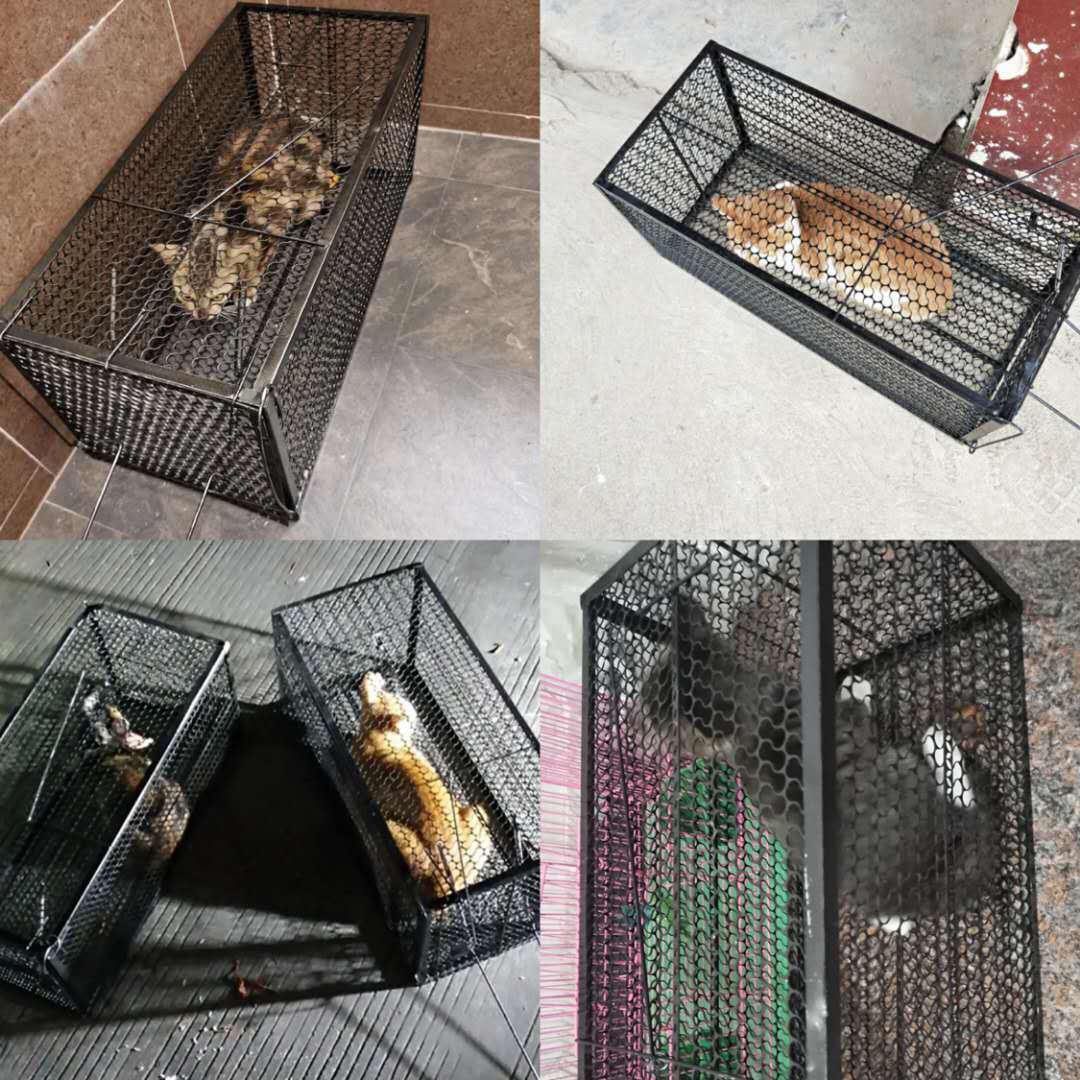 人道救助笼全自动大号捕猫笼流浪猫寻猫神器加厚捉猫笼野外抓猫笼 - 图1