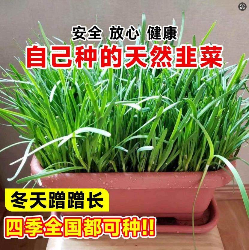 新韭菜根苗现挖红紫根小细叶阳台室内盆景栽大宽叶带根农家老品种,淘宝优惠券,粉丝福利购,淘宝优惠卷