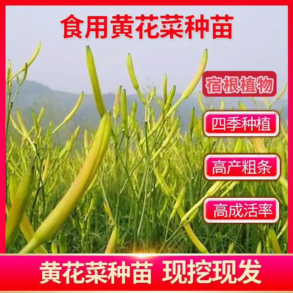黄花菜种苗四季种植苗根盆栽易活忘忧草萱草食用金针菜根苗菜种子 - 图0