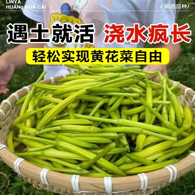 黄花菜种苗四季种植苗根盆栽易活忘忧草萱草食用金针菜根苗菜种子 - 图1