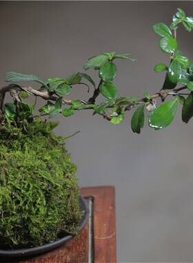 福建茶绿植室内树桩盆景客厅悬崖造型小叶黄杨小盆栽老桩四季常青