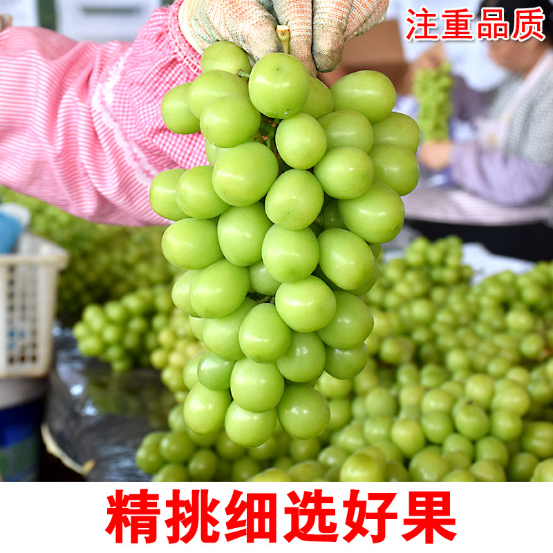 云南阳光玫瑰葡萄鲜果精品特大香印青提无籽晴王葡萄新鲜水果整箱 - 图1