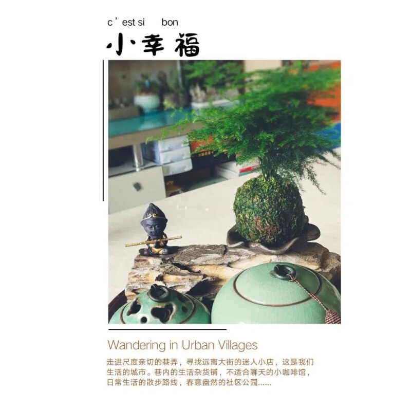 文竹苔藓球盆栽水培云竹青苔球室内创意好养绿植四季常青净化空气 - 图3