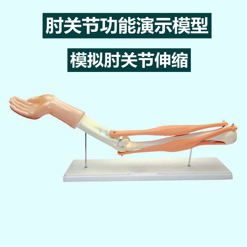 极速人体a肱二头肌模具肱三头肌模型起止点肘关节功能演示肱骨上,淘宝优惠券,粉丝福利购,淘宝优惠卷