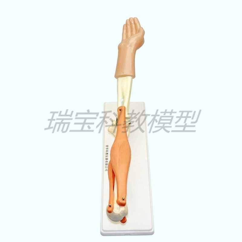 极速人体a肱二头肌模具肱三头肌模型起止点肘关节功能演示肱骨上,淘宝优惠券,粉丝福利购,淘宝优惠卷