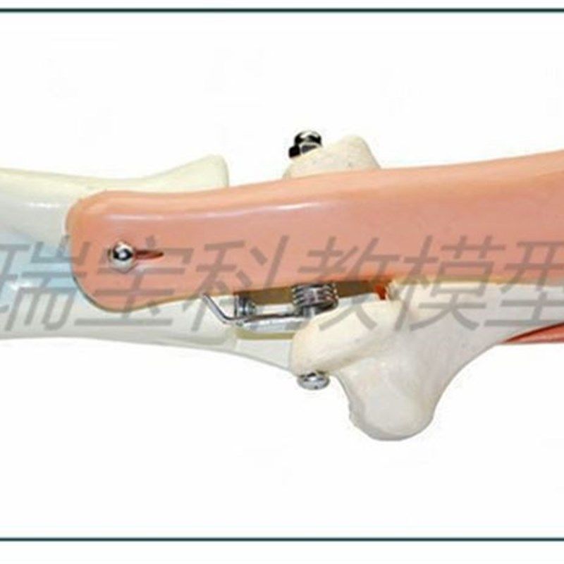 极速人体a肱二头肌模具肱三头肌模型起止点肘关节功能演示肱骨上,淘宝优惠券,粉丝福利购,淘宝优惠卷