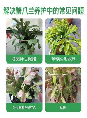 蟹爪兰专用肥营养液急救发蔫软烂黄叶壮根液体肥免稀释催箭促开花