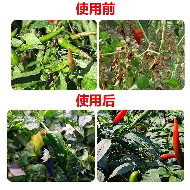 辣椒疫病清辣椒卷叶专用药快速杀菌炭疽黄叶枯萎根腐灰霉软腐毒菌,淘宝优惠券,粉丝福利购,淘宝优惠卷