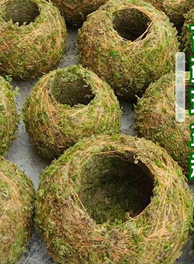 苔藓球创意花盆蝴蝶兰石斛兰米竹种植盆栽微景观青苔盆栽绿植保湿