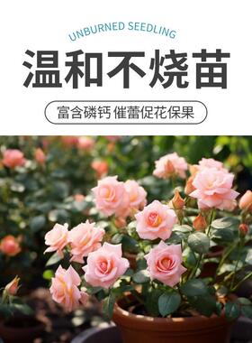 艾尚棵骨粉花肥花卉专用开花粉脱脂骨粉肥料通用型园艺骨粉生根粉