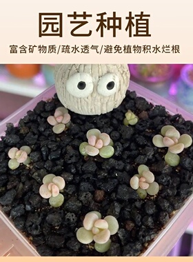 黑色天然火山石颗粒多肉铺面拌土鱼缸过滤专用底砂水族造景火山岩