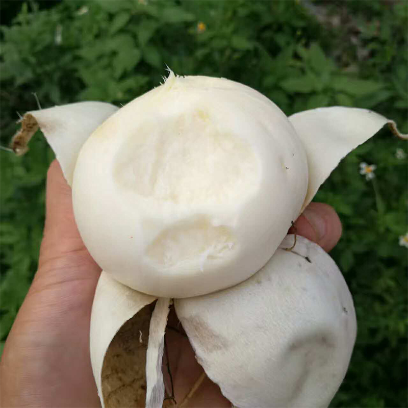 牧马地瓜种子凉薯种孑种籽水果特大白瓤香甜早熟苗秧种植沙葛土瓜 - 图1