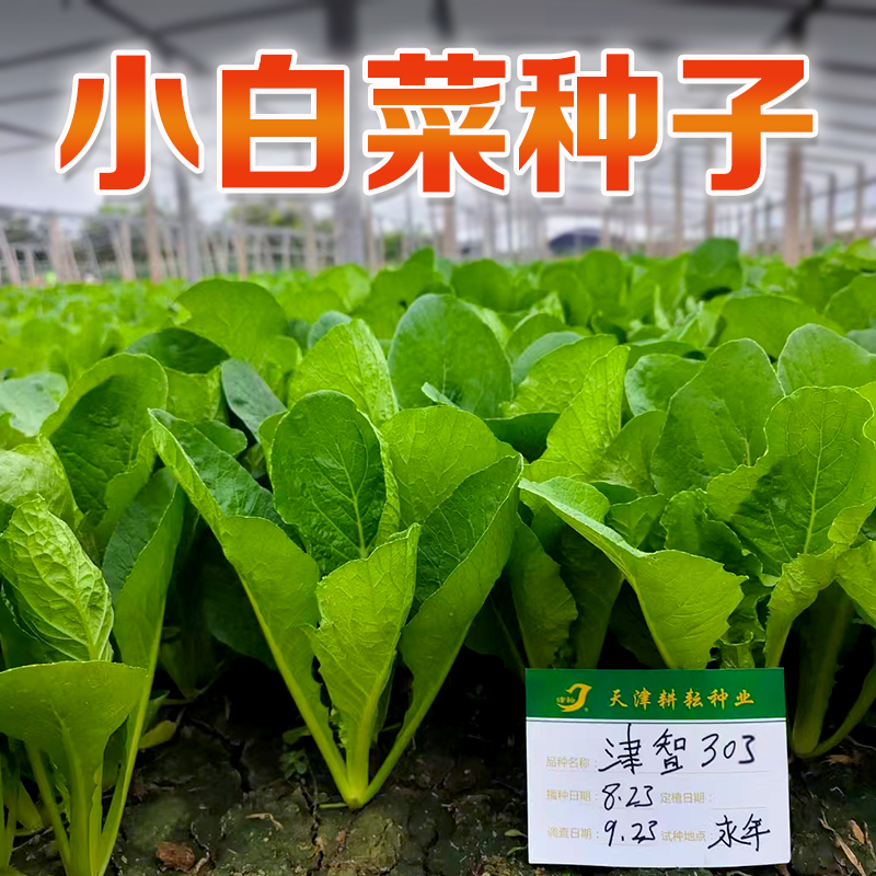 秋冬季蔬菜种子大全菠菜香菜小白菜种籽四季荠菜芹葱韭种孑菜籽种