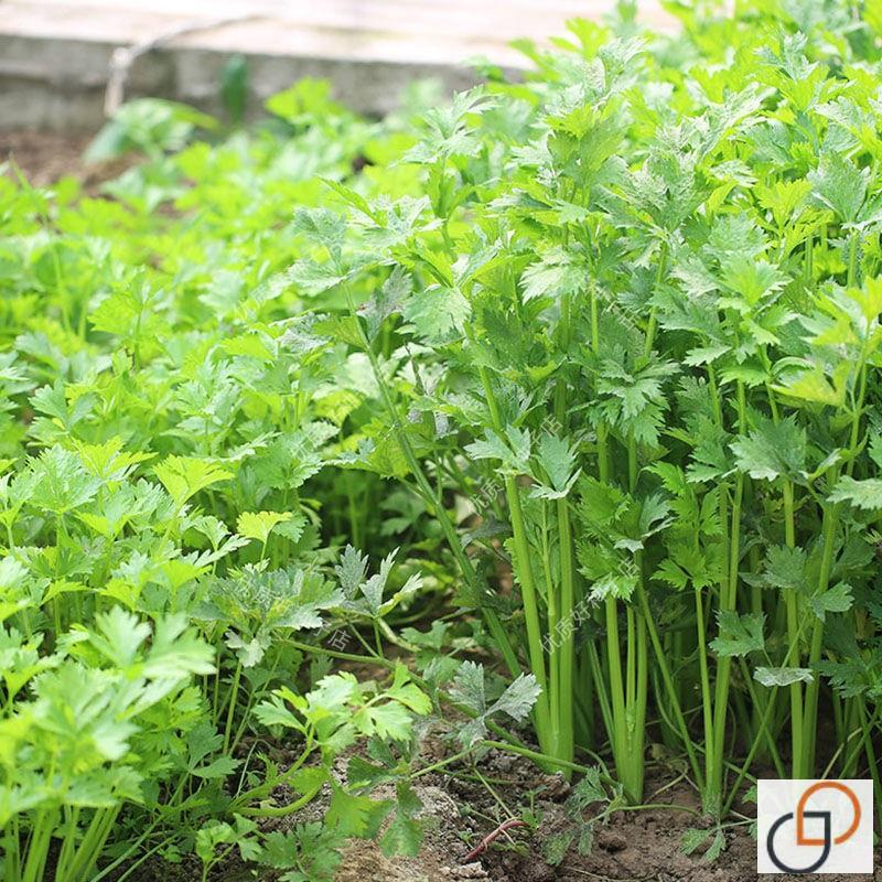 四季小香芹种子山芹种籽香味浓郁脆嫩实芹西芹菜种孑农家四季播种-图1