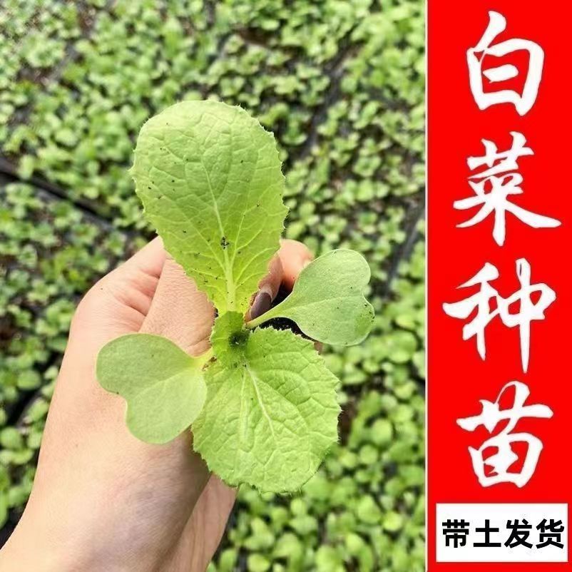 黄心大白菜苗秧苗莴笋苗西蓝花紫甘蓝卷心菜花菜秋冬耐寒蔬菜种苗-图2