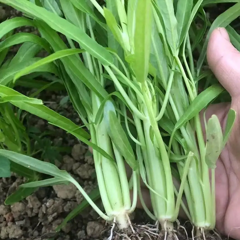 空心菜种子白梗柳叶空心菜小叶青菜种籽阳台盆栽大田四季蔬菜种孑 - 图0