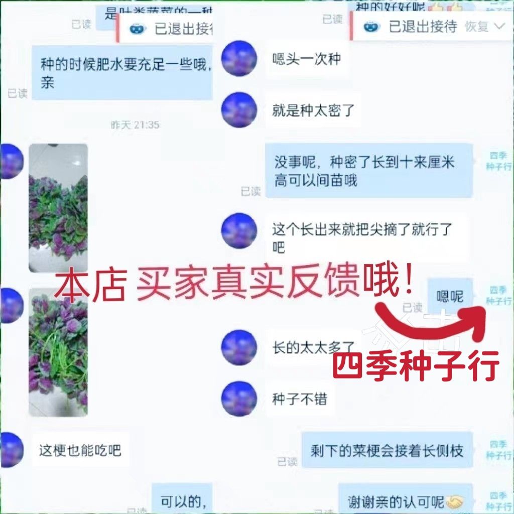 红苋菜种子圆叶速生蔬菜种子阳台盆栽菜地均可种超耐热肉厚味嫩滑 - 图1