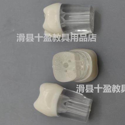 牙医考试练习口腔带髓腔根管牙粒树脂牙开髓牙粒全口28颗备牙模型 - 图1