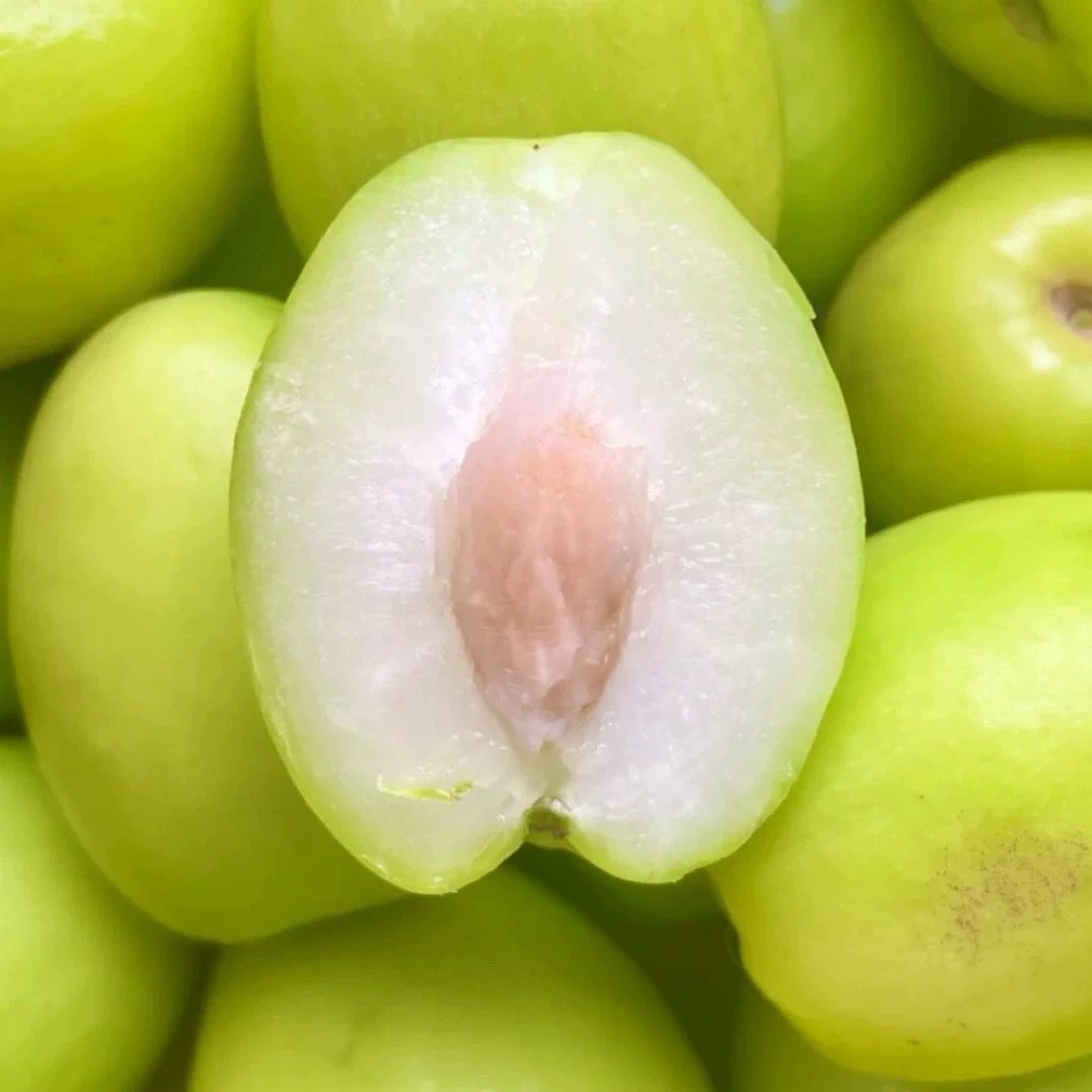 正宗牛奶大青枣10斤新鲜水果贵妃枣当季大蜜枣冬枣苹果枣整箱包邮,淘宝优惠券,粉丝福利购,淘宝优惠卷