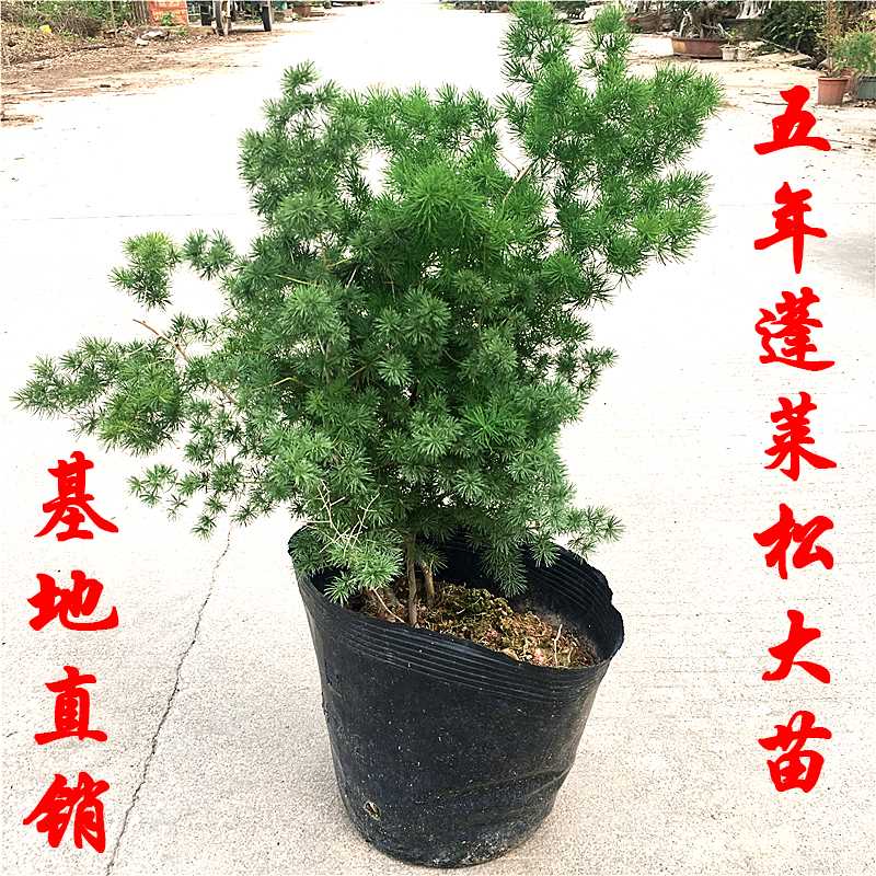 蓬莱松盆栽大苗生肖猴四季常青室内庭院植物绿植盆景驱蚊净化空气-图0