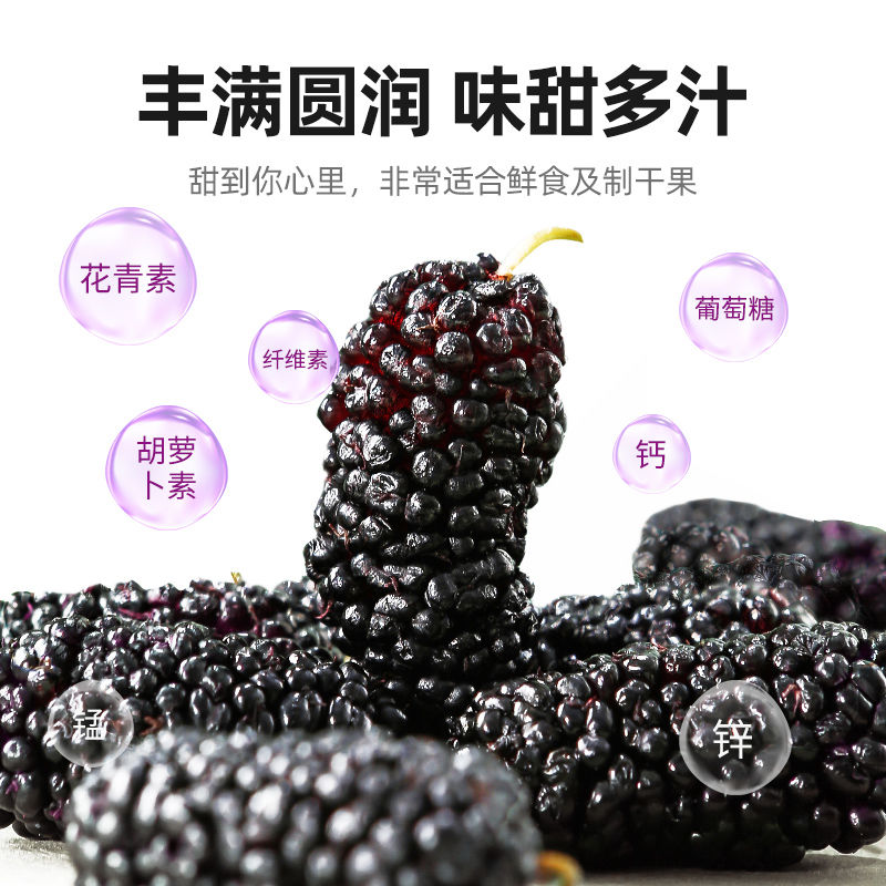 【鸿芸堂】黑桑葚干正宗新鲜大颗粒黑桑椹果无硫免洗即食泡茶水喝 - 图2