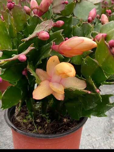 进口新品重瓣大花黄金蟹爪兰花期带花苞室内阳台花卉绿植多色好养 - 图2