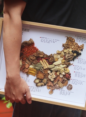 中药地图儿童标本摆件药材优劣对比做画陈列拍照中医特色小礼品