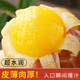Only yellow fruits丨Ready to eat after receiving丨Tree ripe ginseng fruit