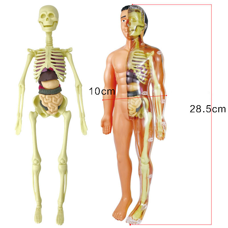 可拆卸拼装人体模型结构骨骼器官3d骨架内脏医学解剖早教儿童玩具