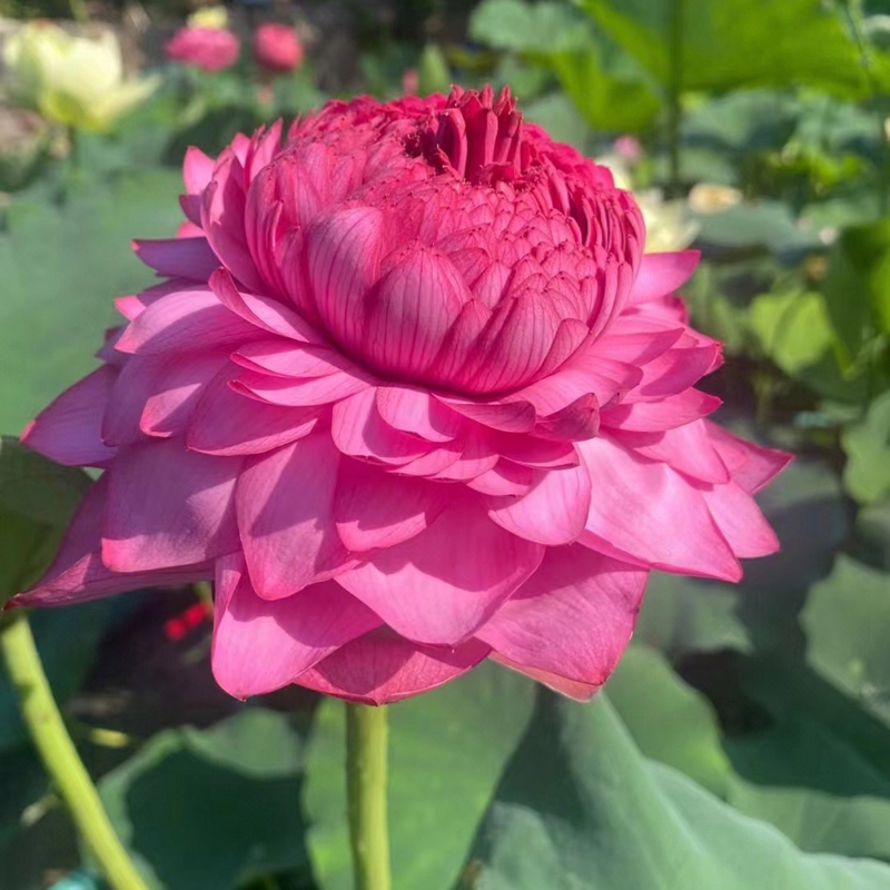 荷花藕种大型观赏荷花苗水培碗莲睡莲花卉池塘水生种根苗荷花缸养