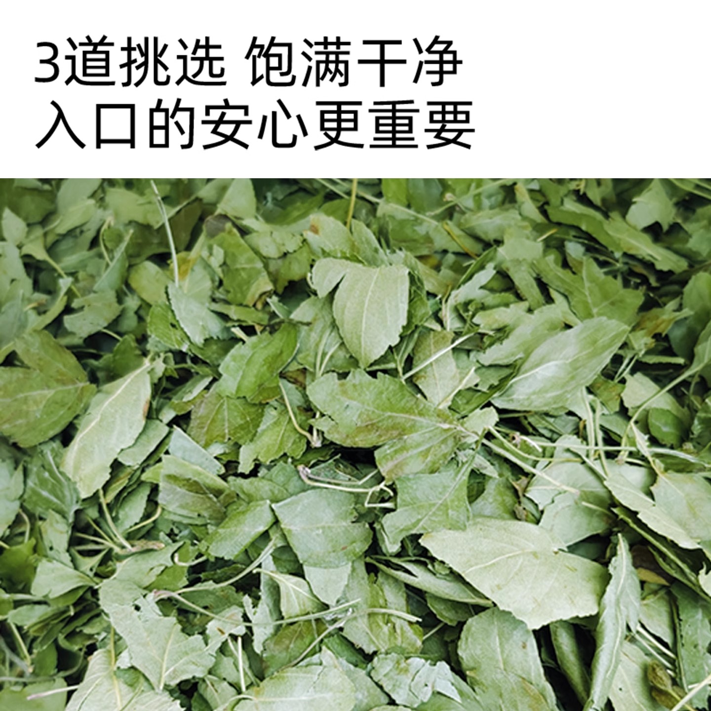 俄色叶泡水喝中药材正品官方旗舰店散装代茶饮高原藏茶速降非野生 - 图2