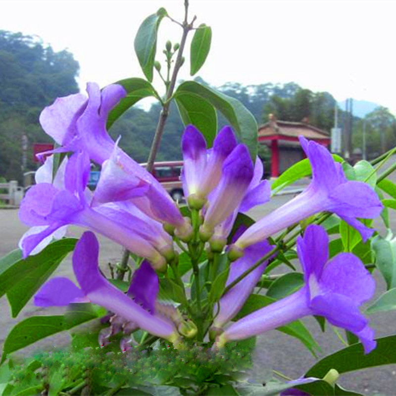 攀援植物蒜香藤紫铃藤 苗奇特藤本花多好养阳台庭院爬藤植物 - 图3