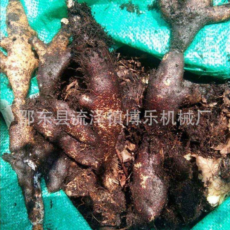 流泽博乐机械TM-01骨碎补黄连毛姜苍术石菖蒲脱毛机清洗机厚滚筒,淘宝优惠券,粉丝福利购,淘宝优惠卷