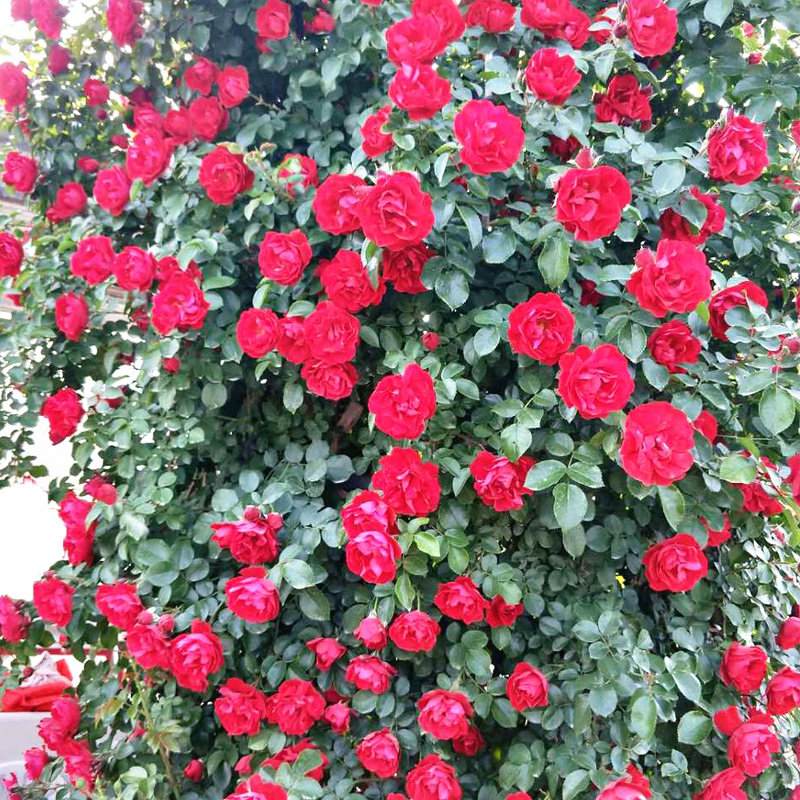 速发鲁苗红爬藤月季母本大大庭院多季蔷薇花苗藤本硕花玫瑰地栽爬,淘宝优惠券,粉丝福利购,淘宝优惠卷