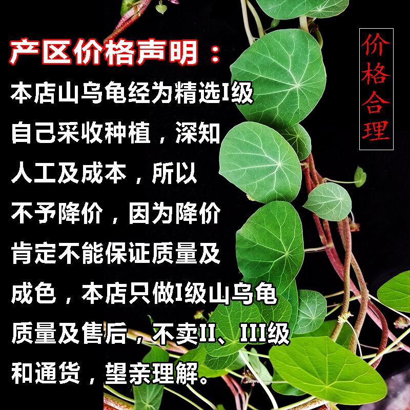 红藤招财山乌龟植物金不换小圆叶盆栽云南多肉花卉水培爬藤绿植物 - 图1