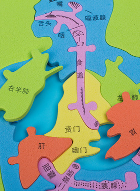 科技小制作发明手工DIY人体消化系统内脏拼图EVA模型益智科学实验