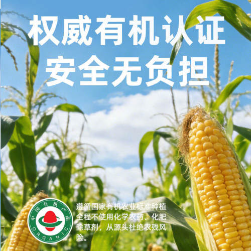 正宗有机玉米碴子非转基因2026新东北小碴子玉米糁新玉米碴旗舰店 - 图0